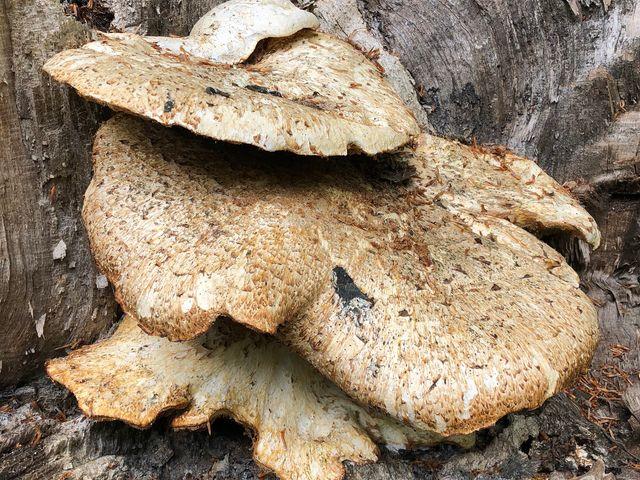 phaeolus schweinitzii